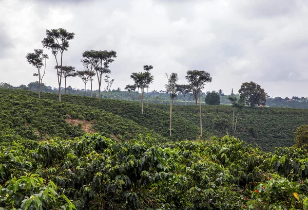 eje cafetero